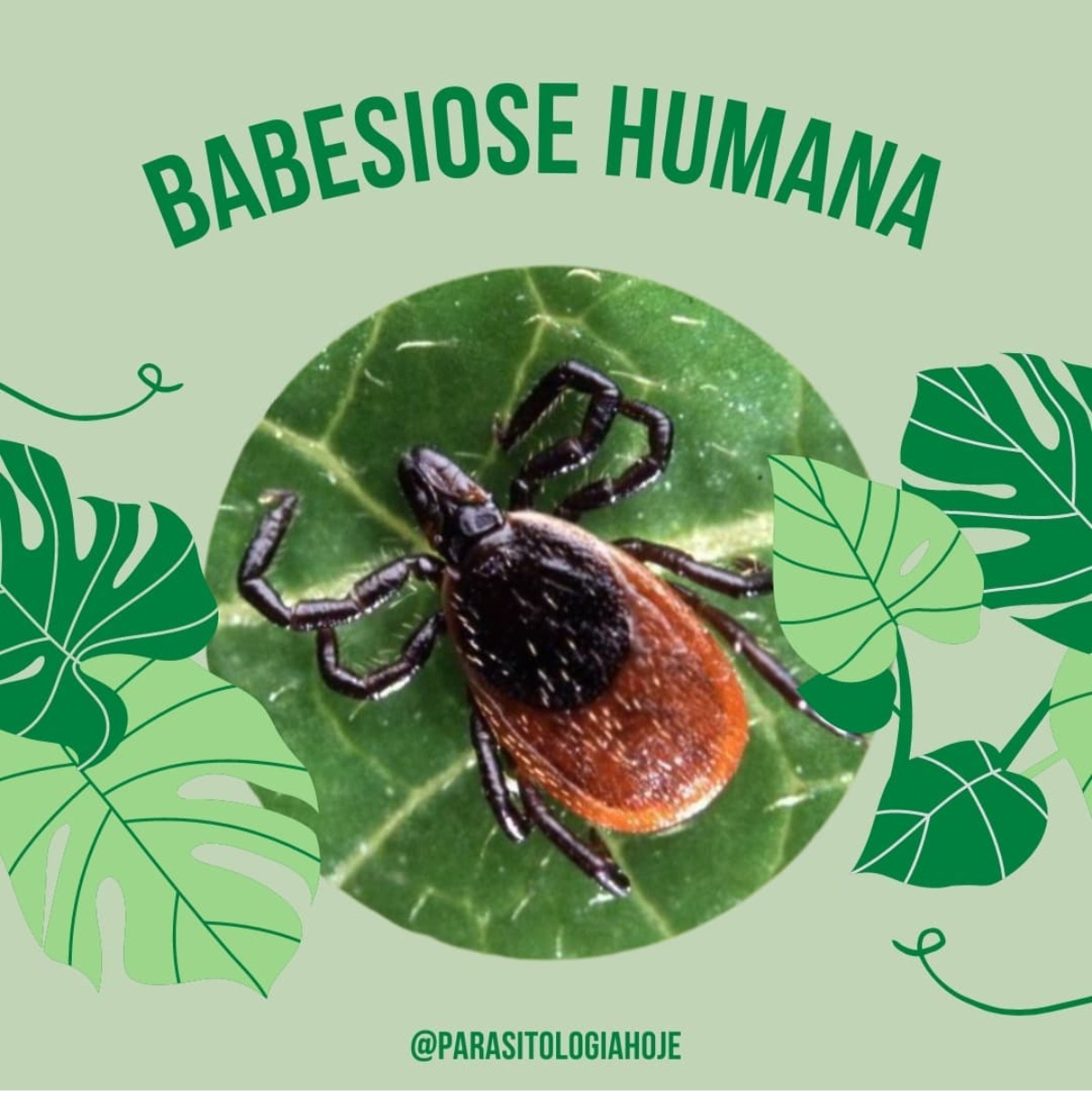 Capa Babesiose humana