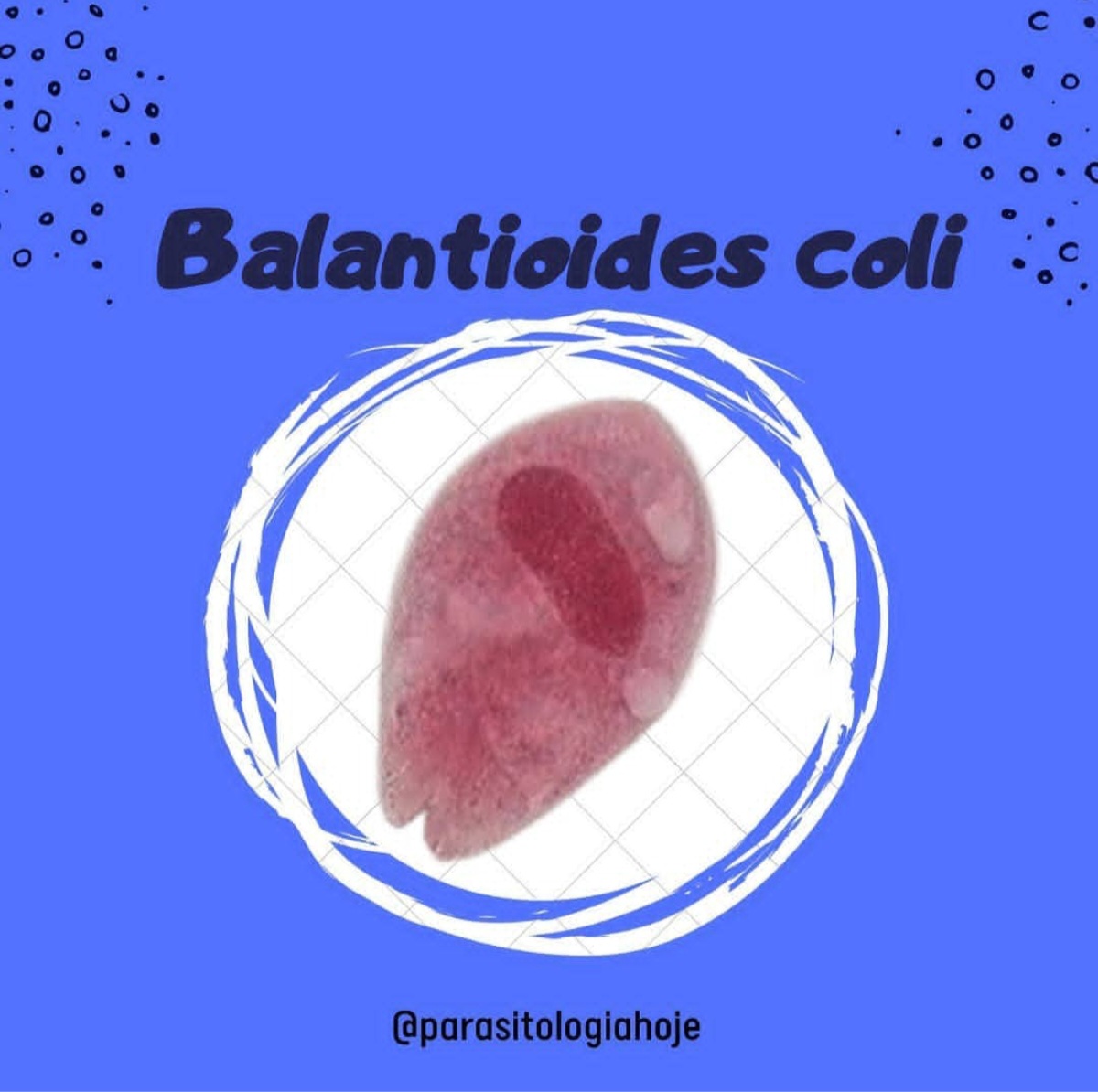 Capa Balantioides coli