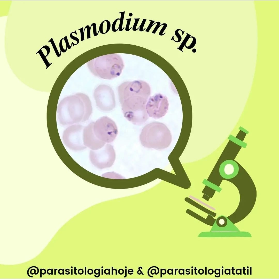 Capa Plasmodium sp.