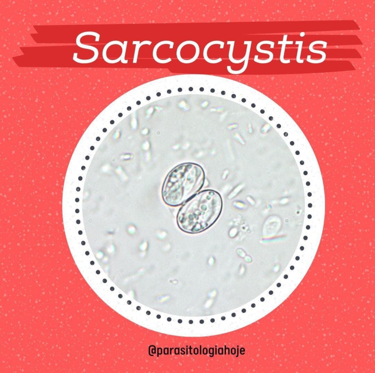 Capa Sarcocystis