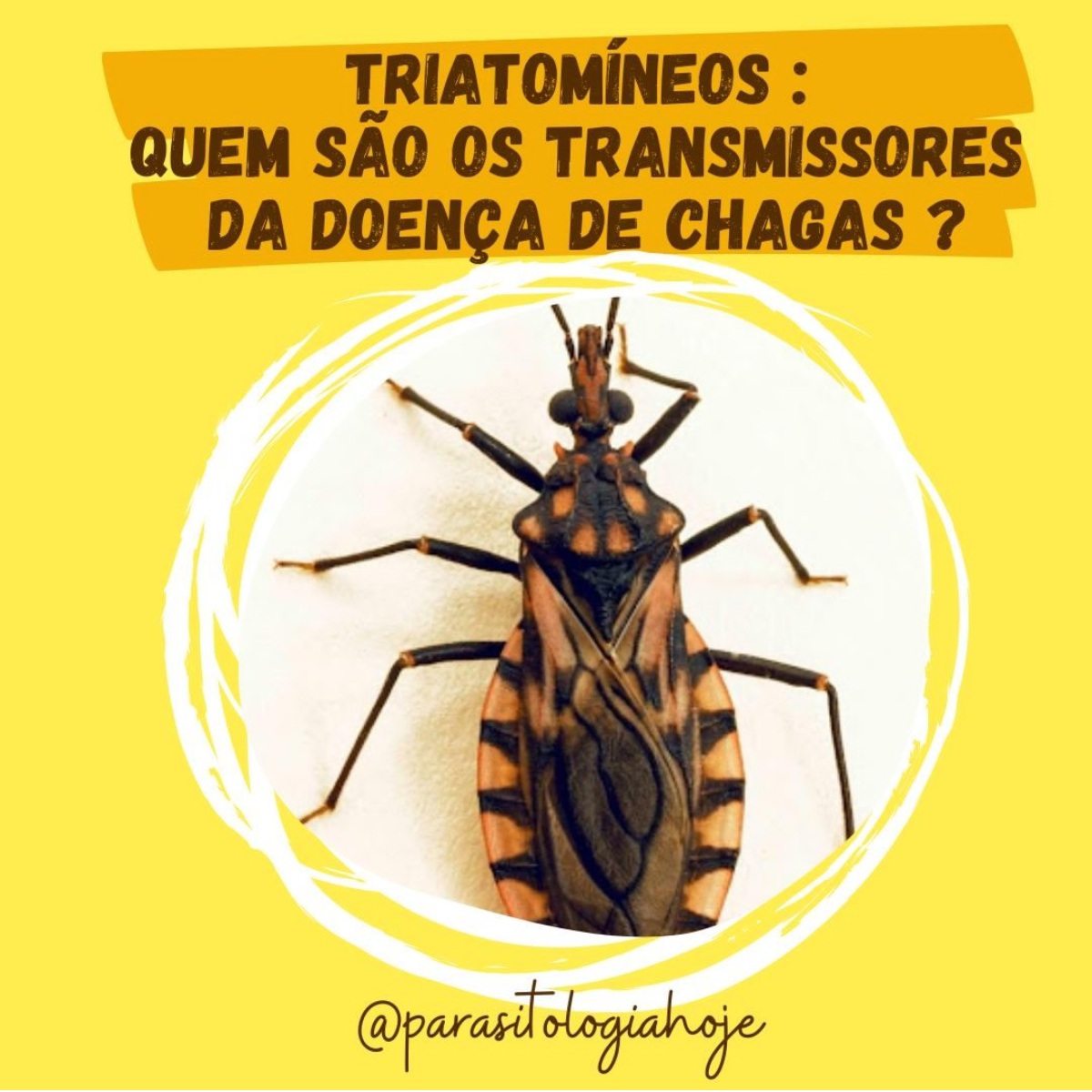 Capa Triatomíneos