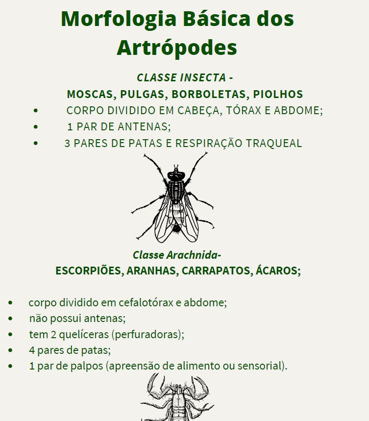 Infográfico Artrópodes