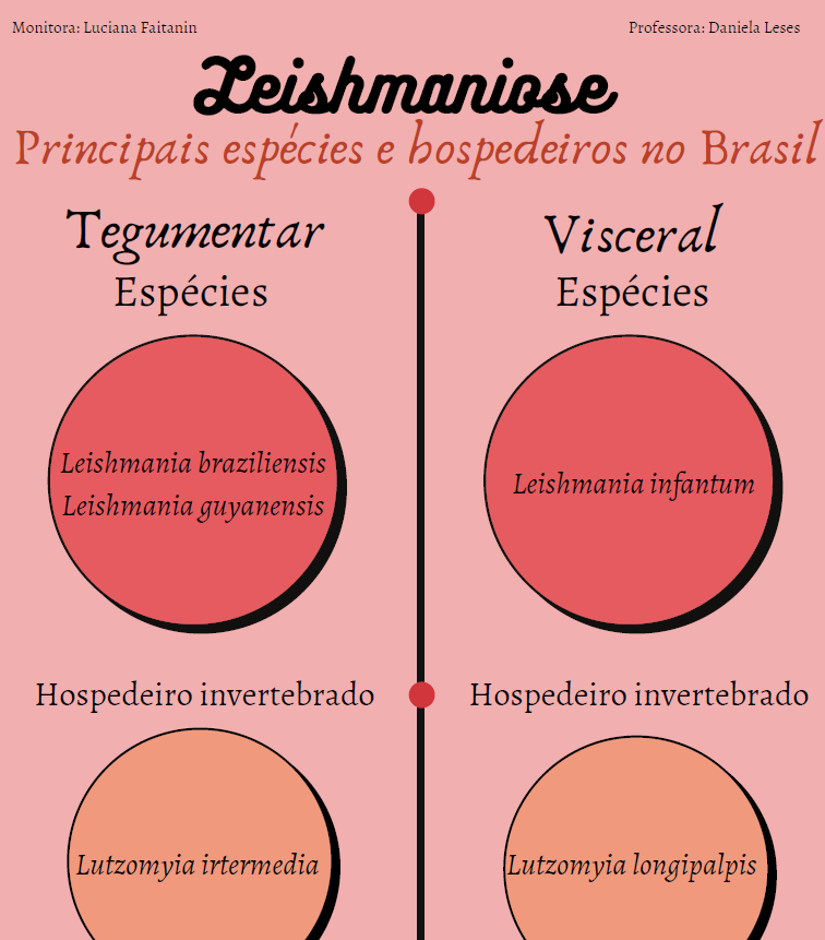 Infográfico Leishmania