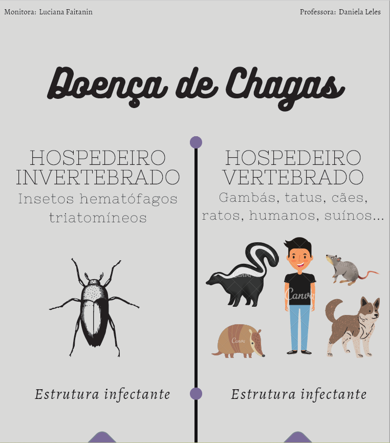 Infográfico Doença de Chagas