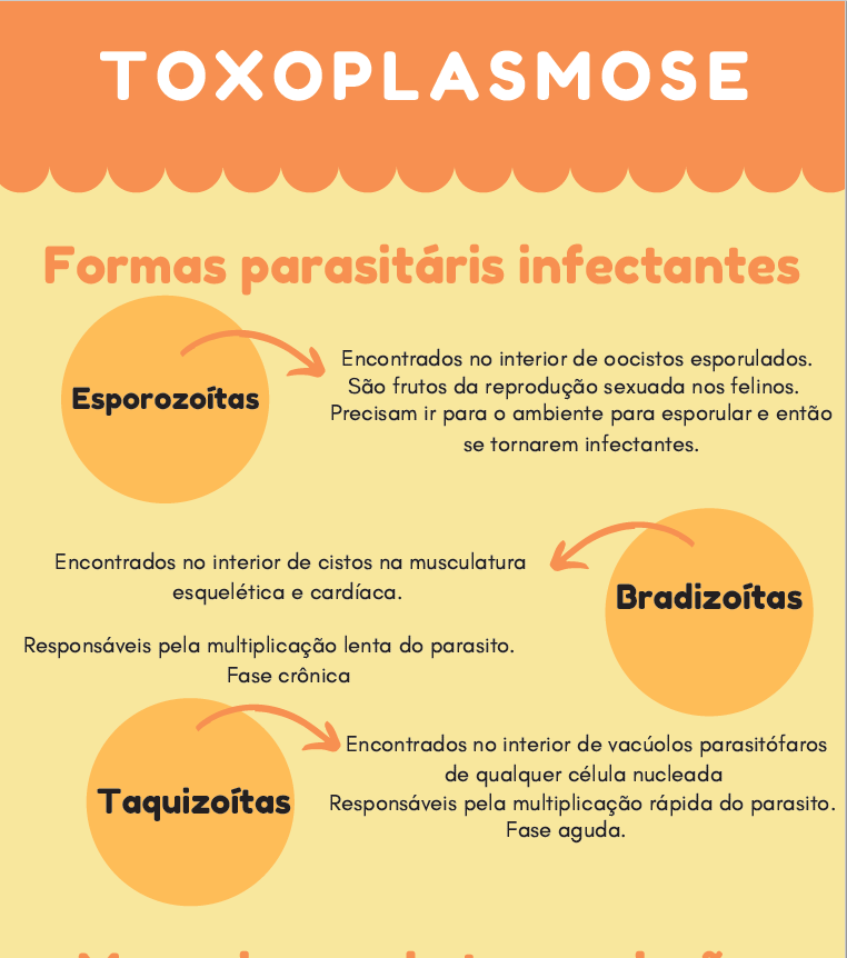 Infográfico Toxoplasmose