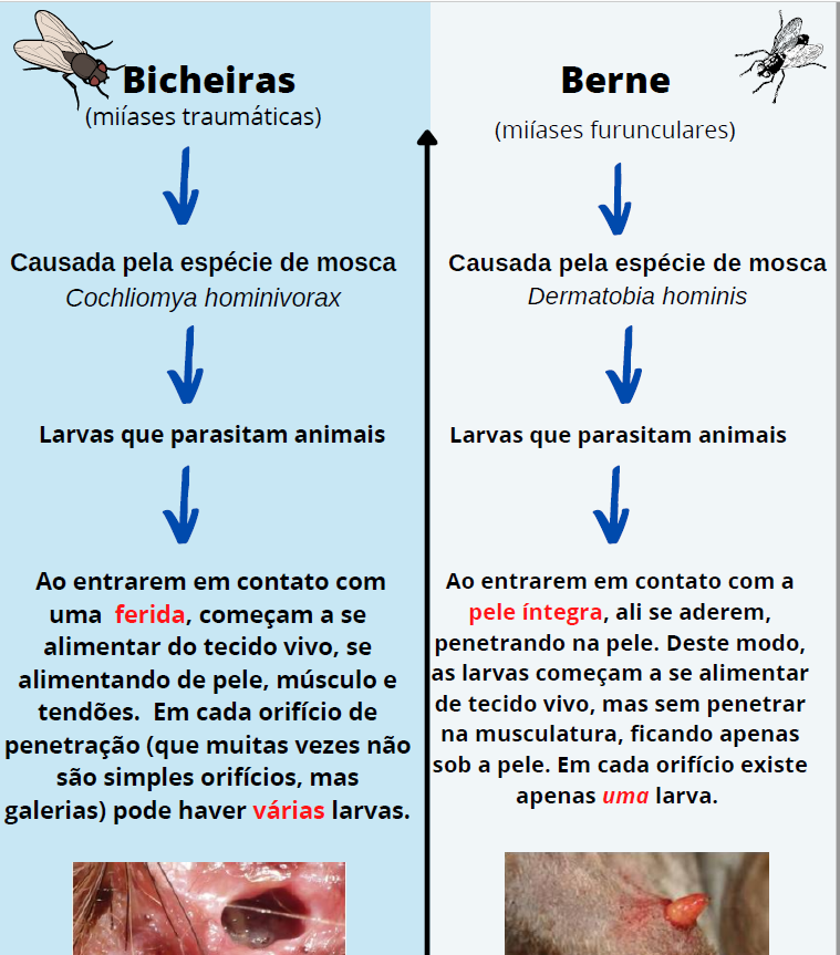 Infográfico Miíases