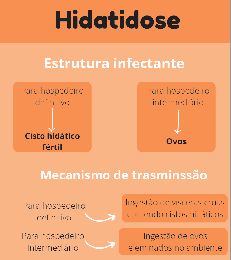 Infográfico Hidatidose