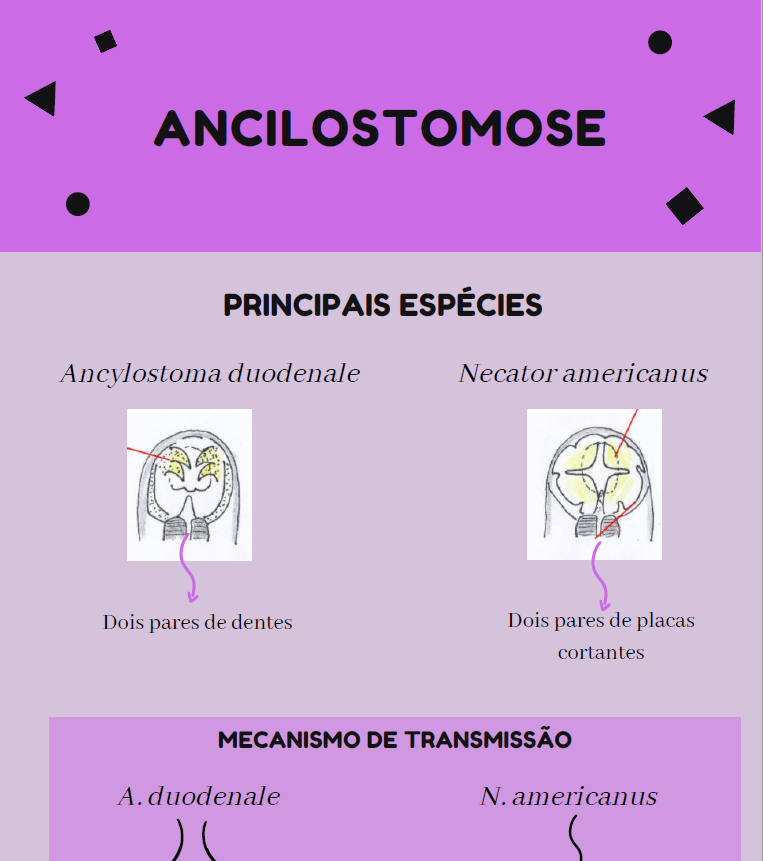 Infográfico Ancilostomose