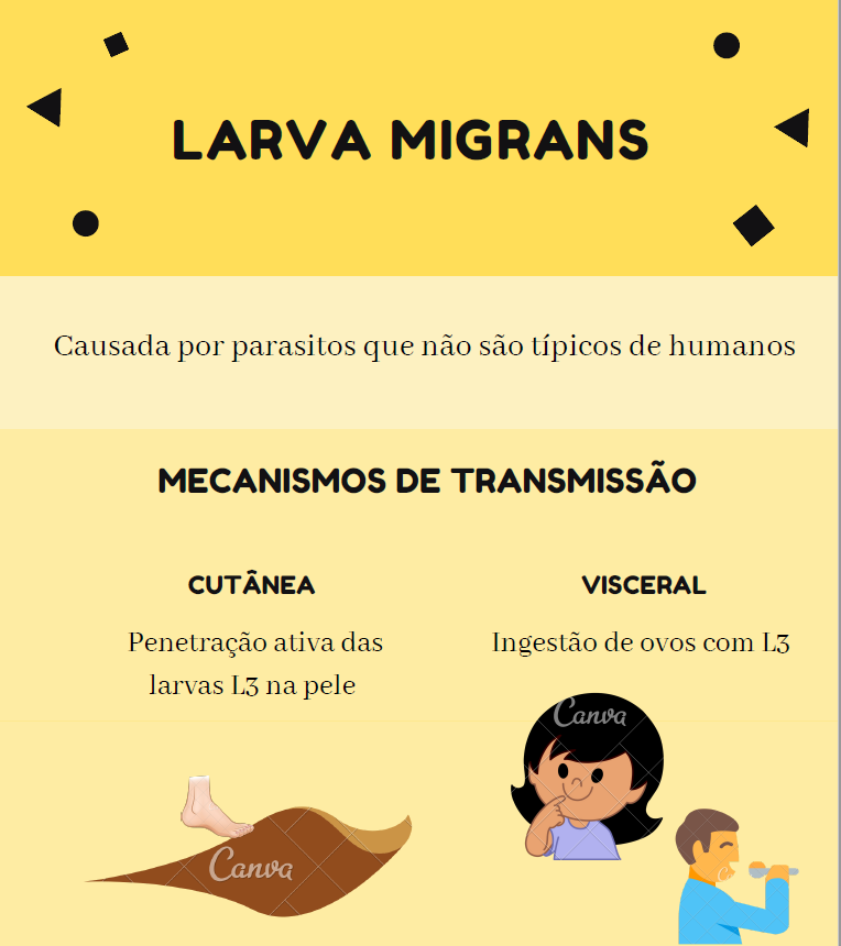 Infográfico Larva Migrans