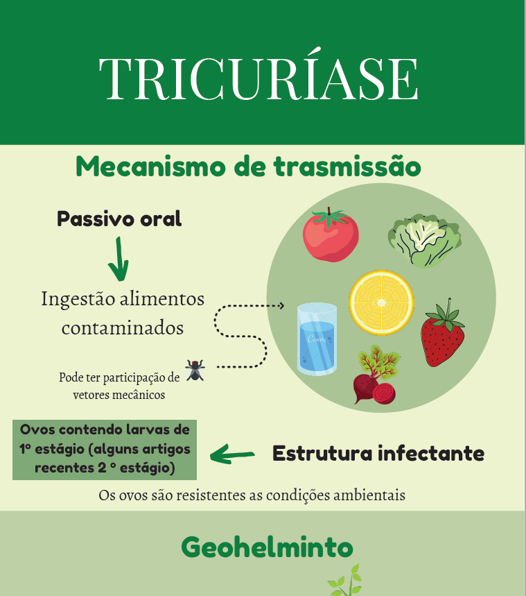 Infográfico Tricuríase