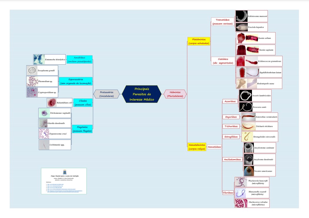 Mapa mental Classificação de Helmintos e Protozoários