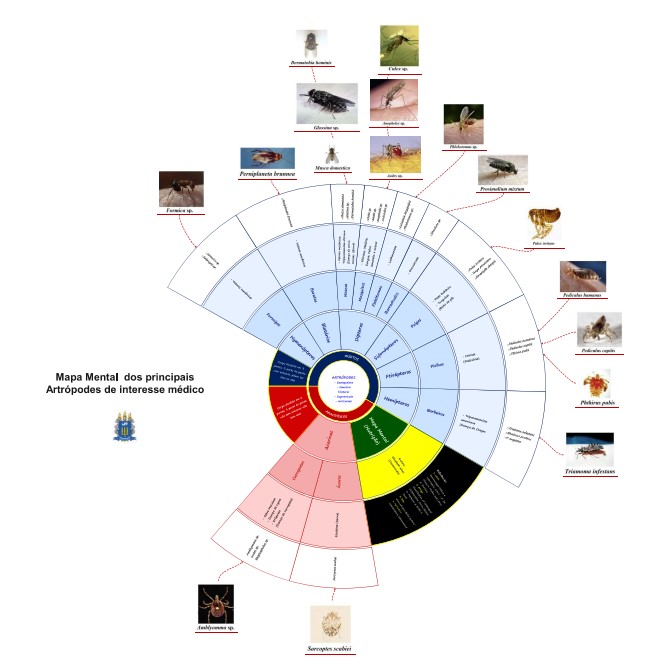 Mapa Mental Classificação dos Artrópodes