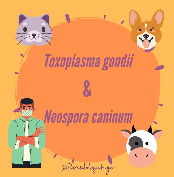 Capa Toxoplasma gondii e Neospora caninum